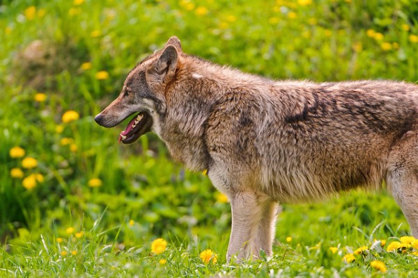 Wild animals in Poland - wolves
